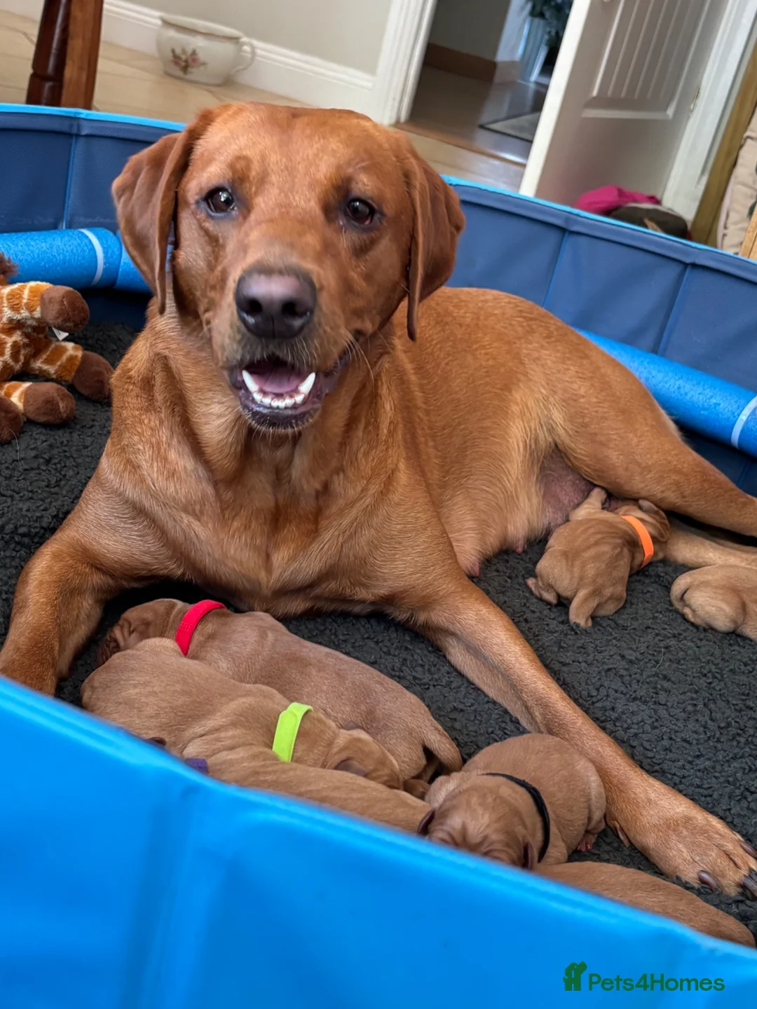 Labrador Retriever dogs for sale: Fox Red Labrador Puppies - Advert 1
