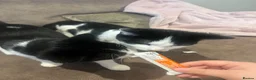 Mixed Breed cats for sale: 2 gorgeous boys  - Advert 3