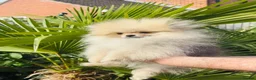 Pomeranian dogs for sale: Quality Pomeranian puppies reduced £1300 - Advert 7