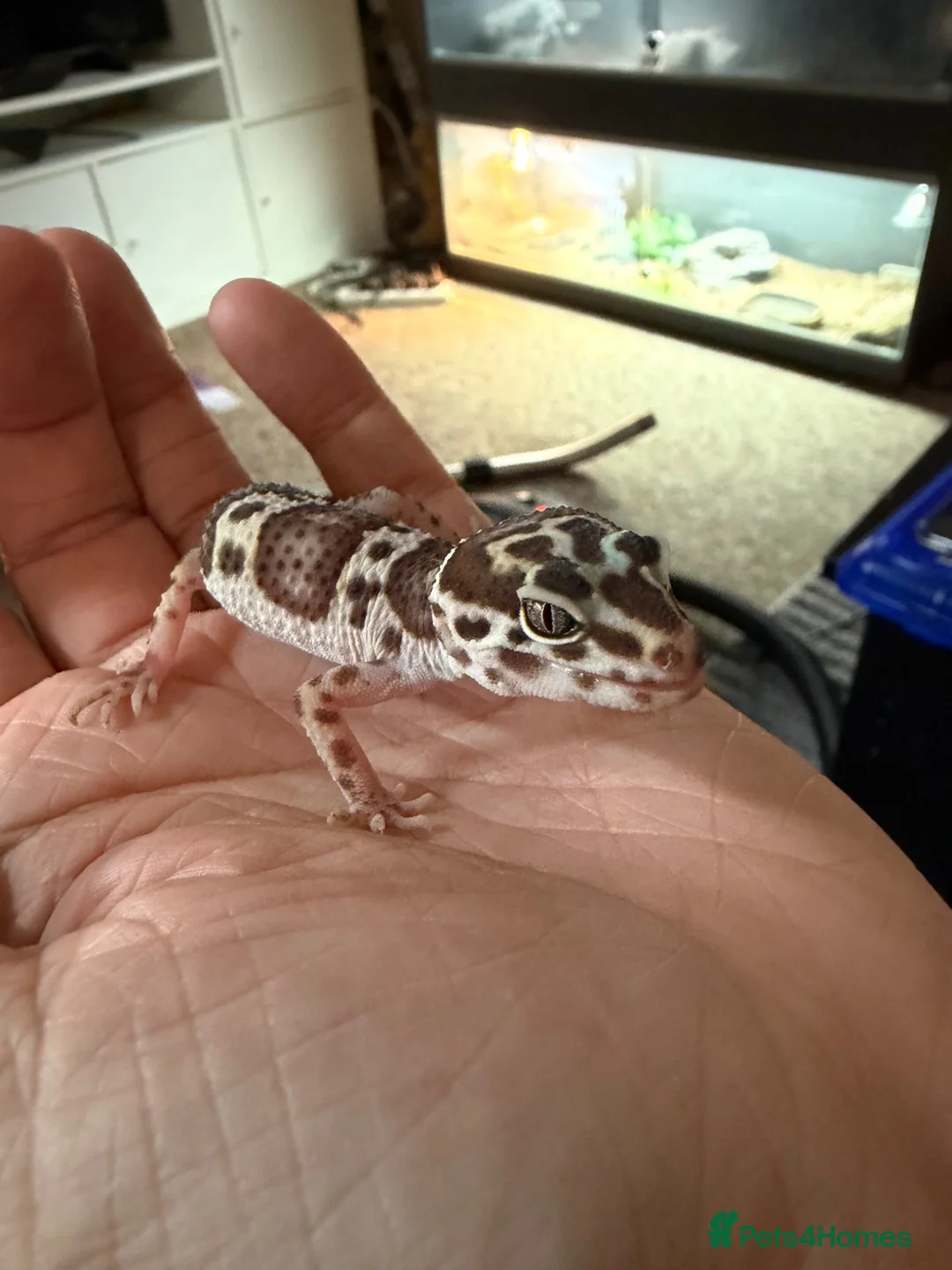 Leopard Gecko reptiles for sale: Leopard gecko - Advert 5