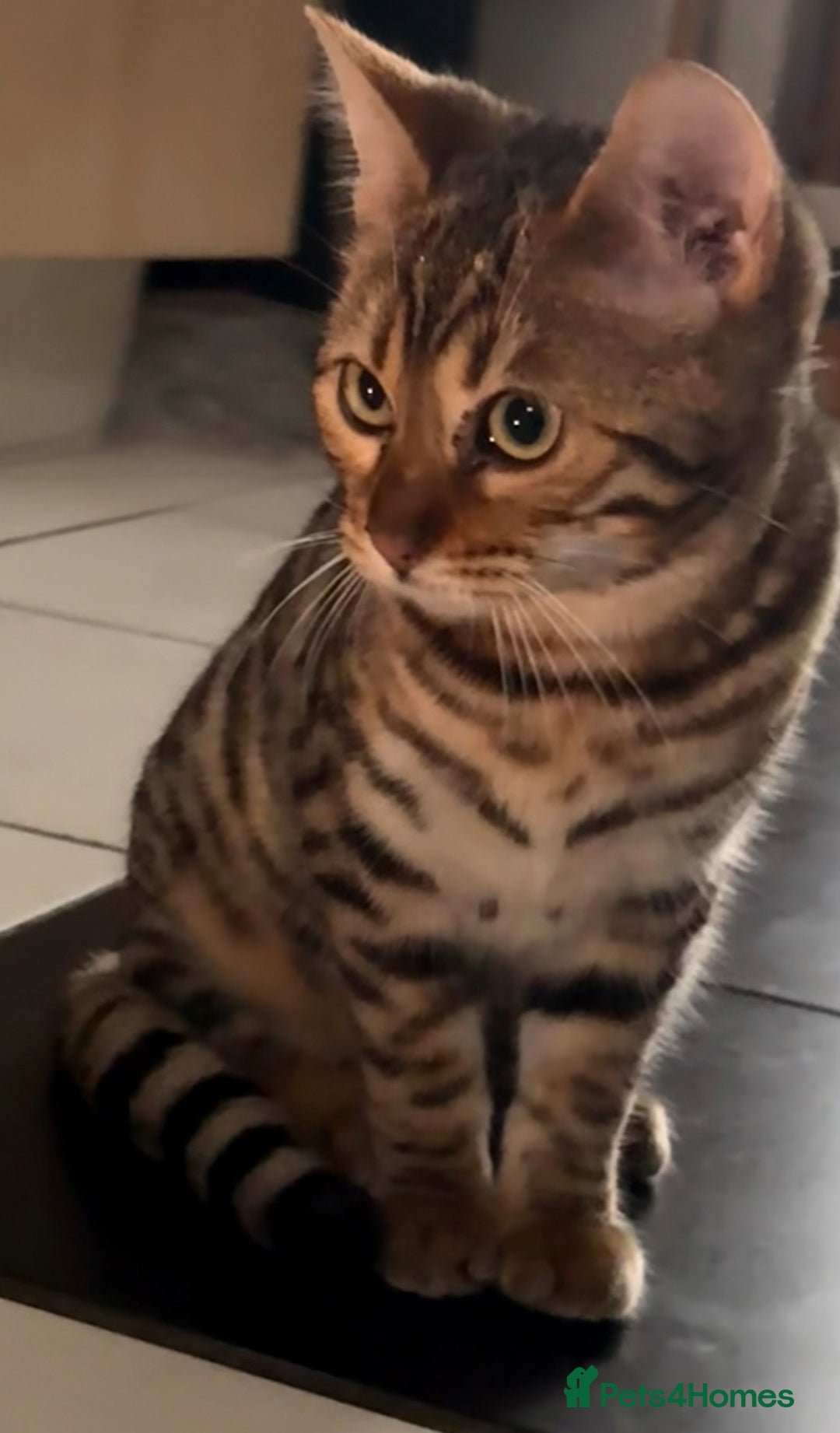 Bengal cats for sale: Bengal kitten F  - Image 6