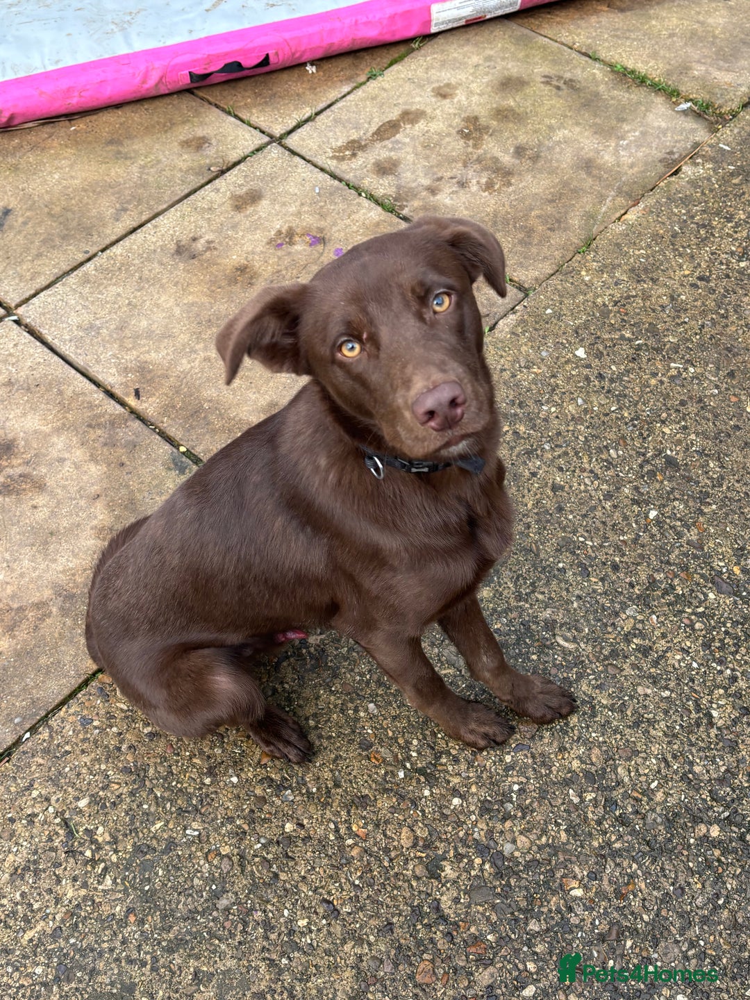 Borador dogs for sale: Colli cross lab  - Advert 6