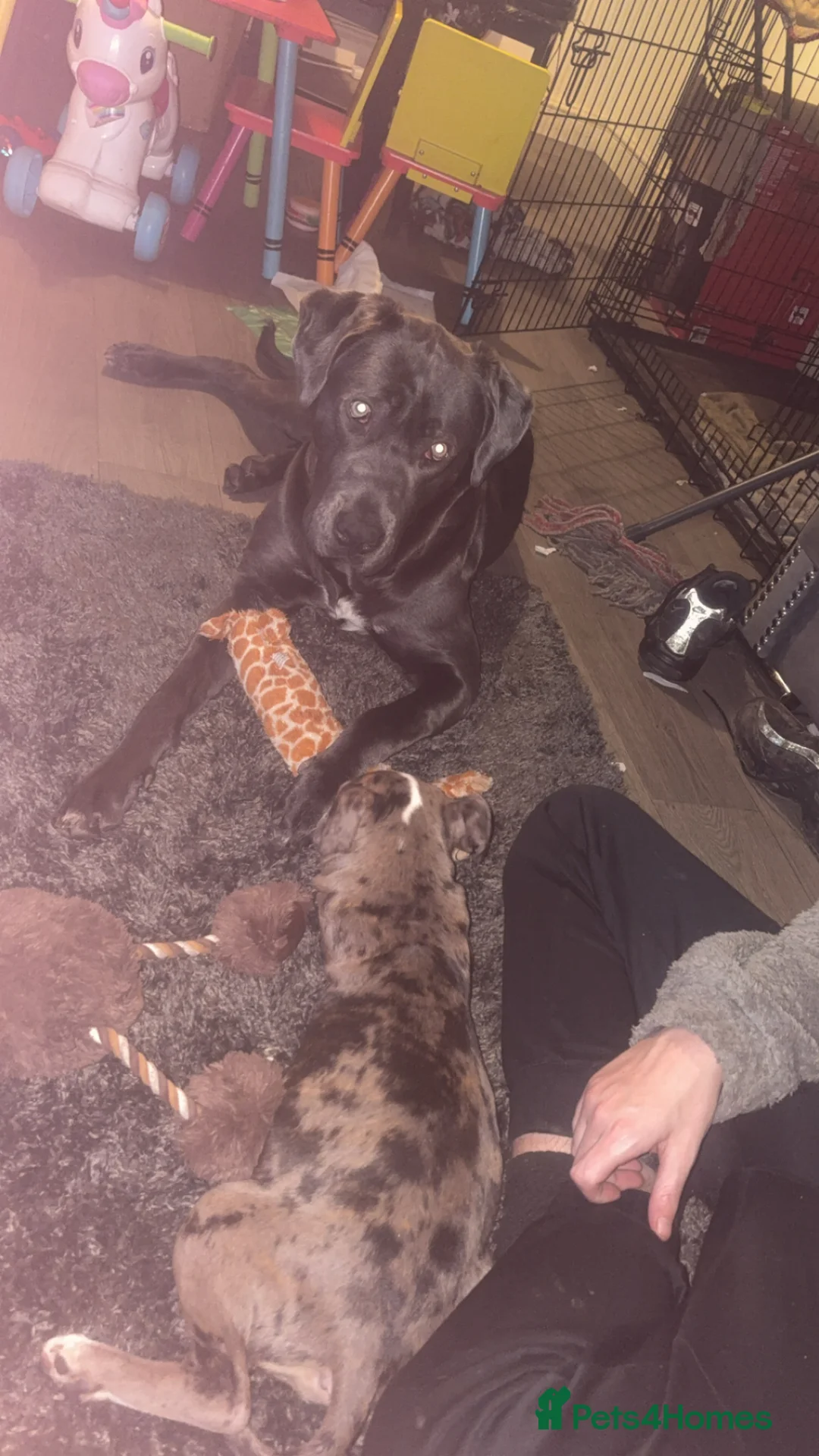 Mixed Breed dogs for stud: Reggie - Advert 2