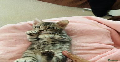 Bengal cats - Advert 3