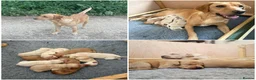 Labrador Retriever dogs for sale: Labrador puppies - Advert 2