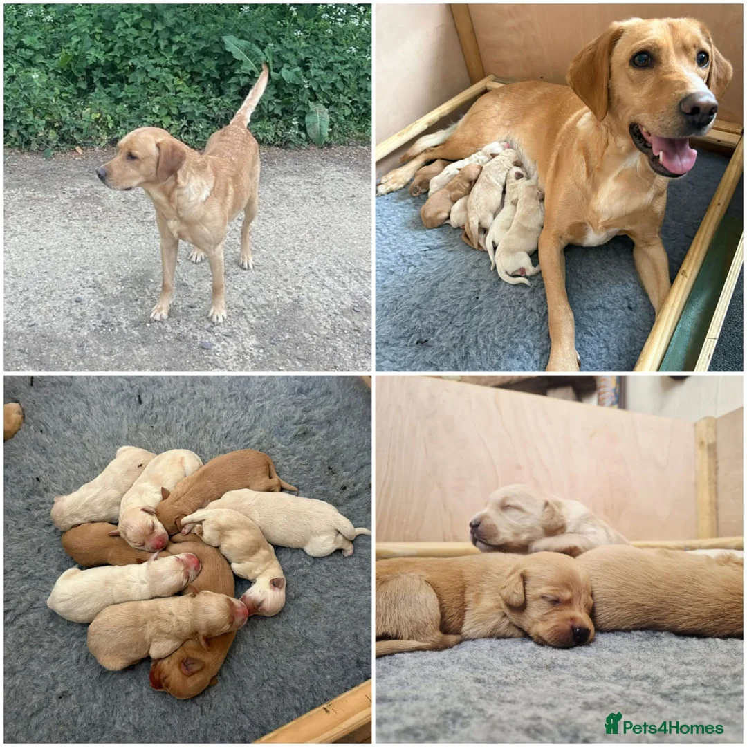 Labrador Retriever dogs for sale: Labrador puppies - Advert 2