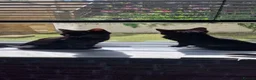 Mixed Breed cats for sale: Bengal X Russian blue kittens  in Eastbourne - Advert 32