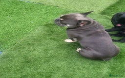 French Bulldog dogs for stud: Dogs name Zeus in a good healthy all vaccination  - Advert 2