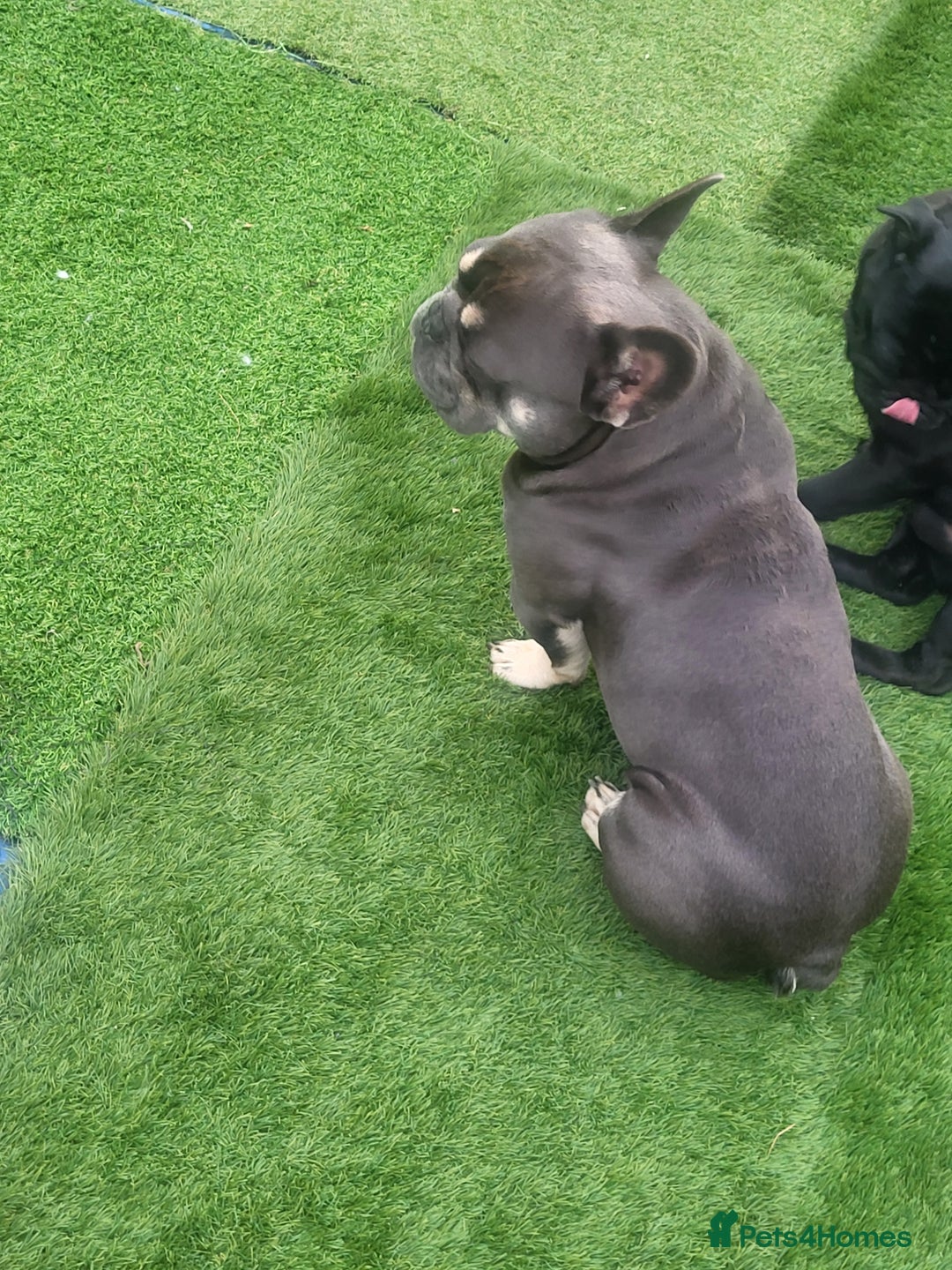 French Bulldog dogs for stud: Dogs name Zeus in a good healthy all vaccination  - Advert 2