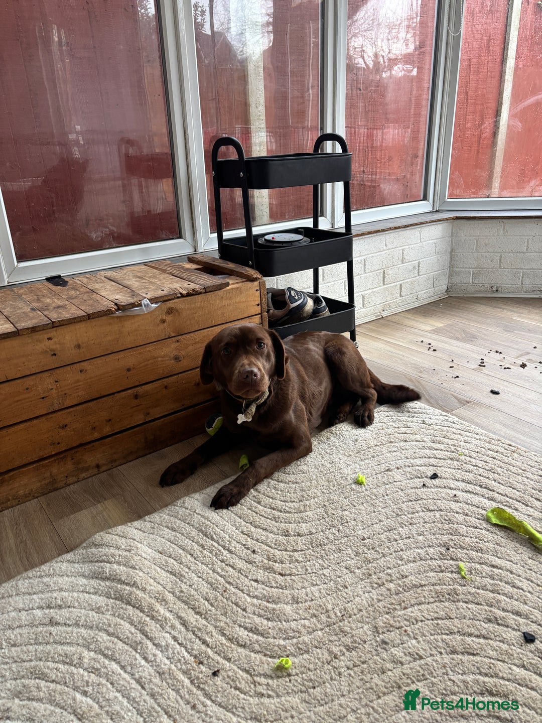 Labrador Retriever dogs for sale: Bingo - Advert 4