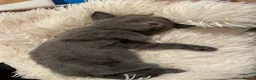 Mixed Breed cats for sale: Black & Grey Kittens Looking For Forever Homes - Advert 2