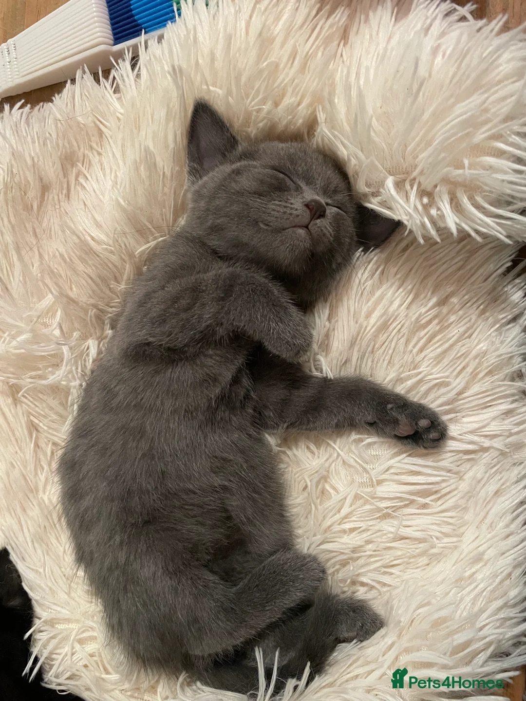 Mixed Breed cats for sale: Black & Grey Kittens Looking For Forever Homes - Advert 2