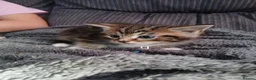 Maine Coon cats for sale: Beautiful cross kittens  - Advert 5