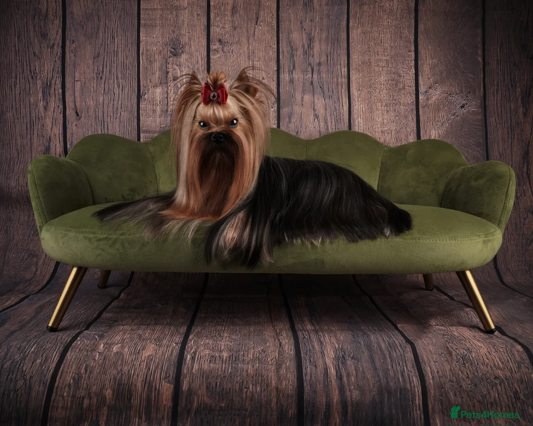 Yorkshire Terrier dogs for stud: Miniature Show boy  1,8 kg !  in Camberley - Advert 15