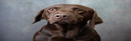 Labrador Retriever dogs for stud: KC REGISTERED CHOCOLATE STUD DOG  - Advert 3