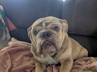 English Bulldog dogs tanned merle English bulldog - Advert 3