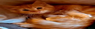 Mixed Breed 2
