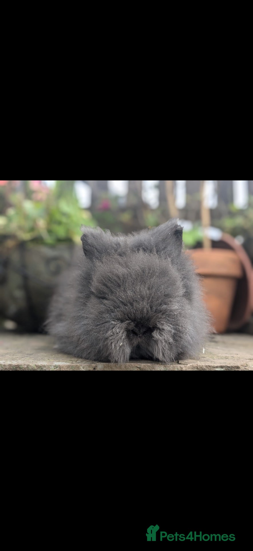 Angora rabbits Mini angora (teddwdwerg) - Advert 3