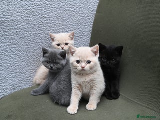 British Shorthair cats - Advert 11