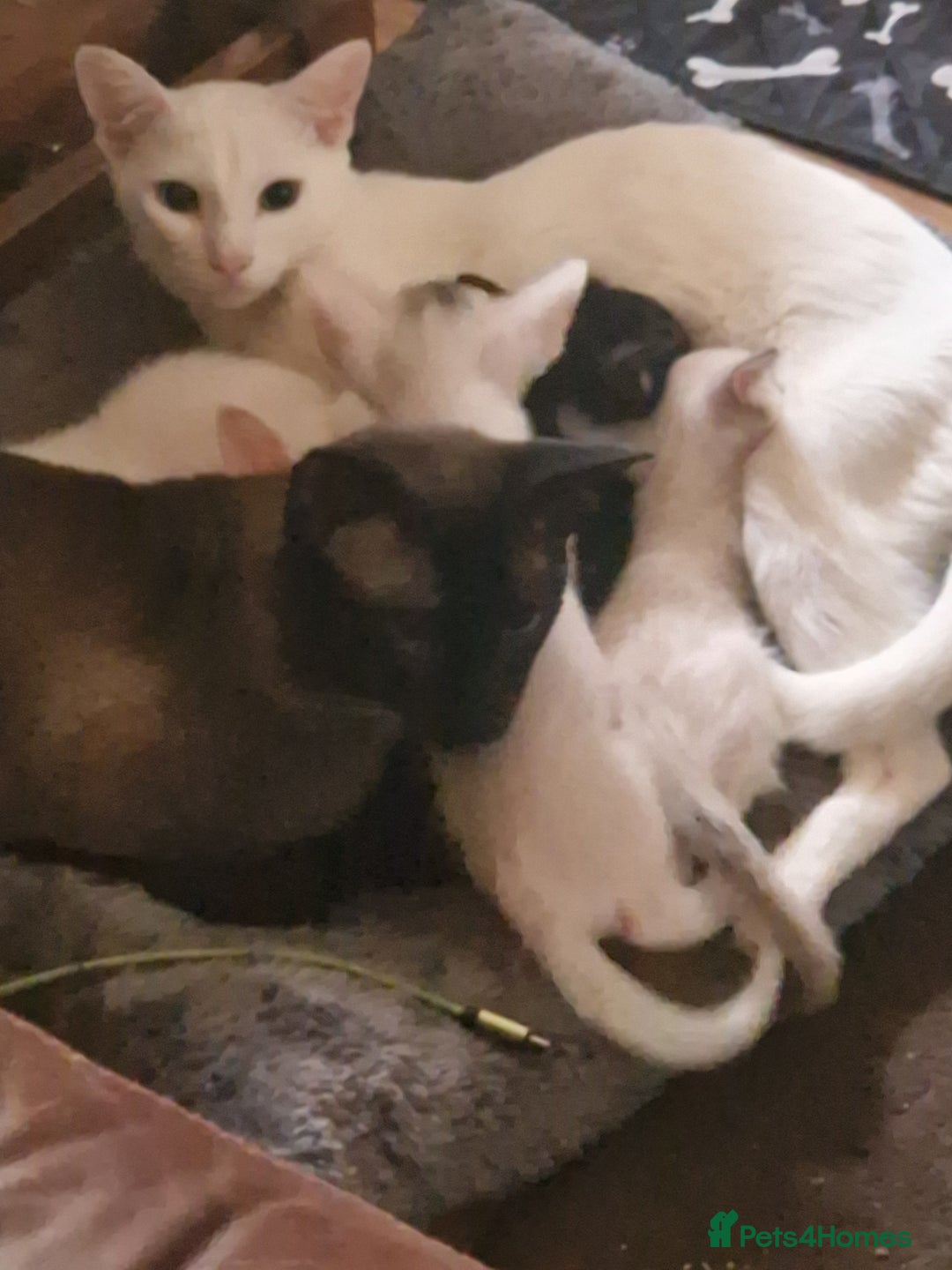 Mixed Breed cats for sale: Mixed breed kittens siamese cross Oriental  - Image 4