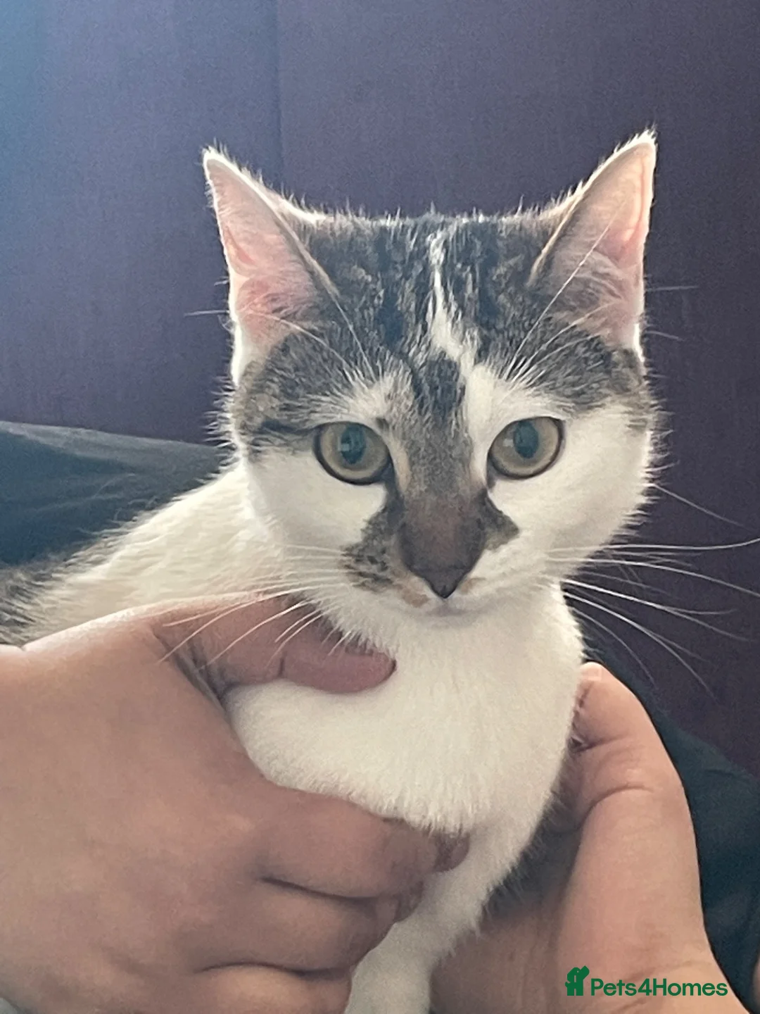 Mixed Breed cats for sale: 2 Adult Cats For Adoption  - Advert 20