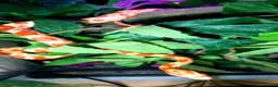Corn Snake reptiles for sale: Corn snake 2025 / 2026 cornsnake hatchlings  - Advert 9