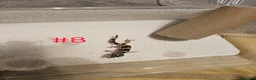 Leopard Gecko reptiles for sale: Leopard geckos available  - Advert 17