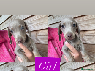 Miniature Dachshund dogs - Advert 33