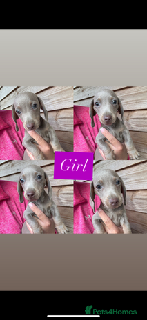 Miniature Dachshund dogs - Advert 3