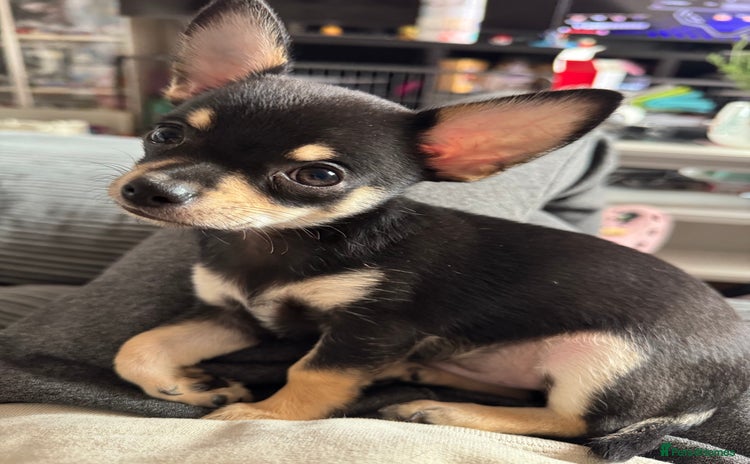 Chihuahua dogs - Advert 3