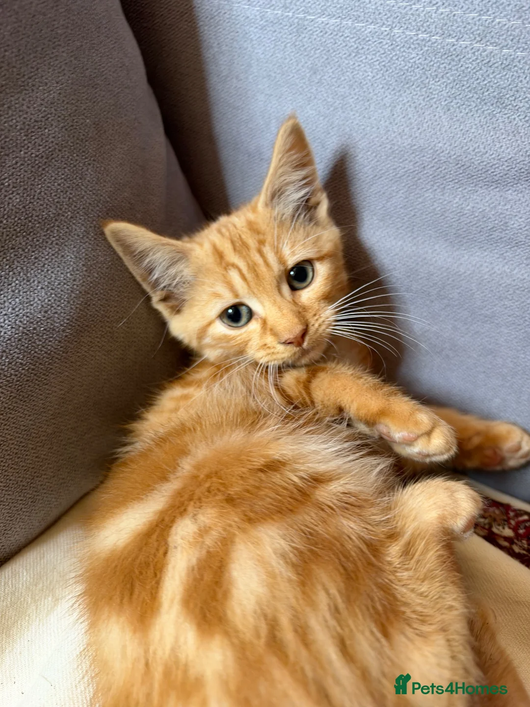 Mixed Breed cats for sale: Beautiful Kittens - Ready for their forever home - Advert 2