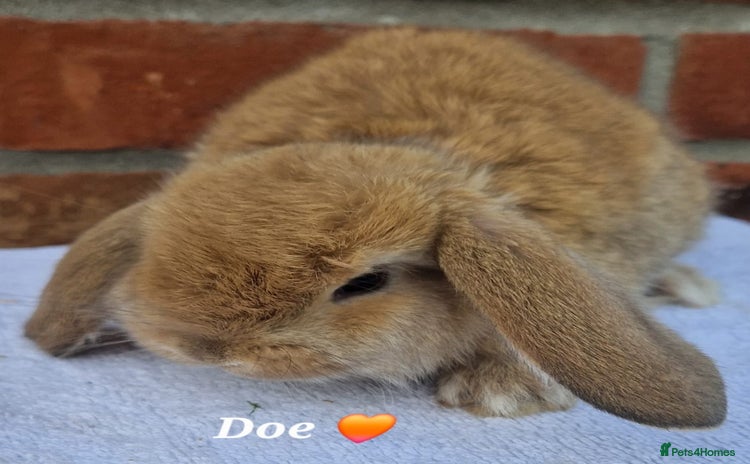French Lop rabbits - Advert 3