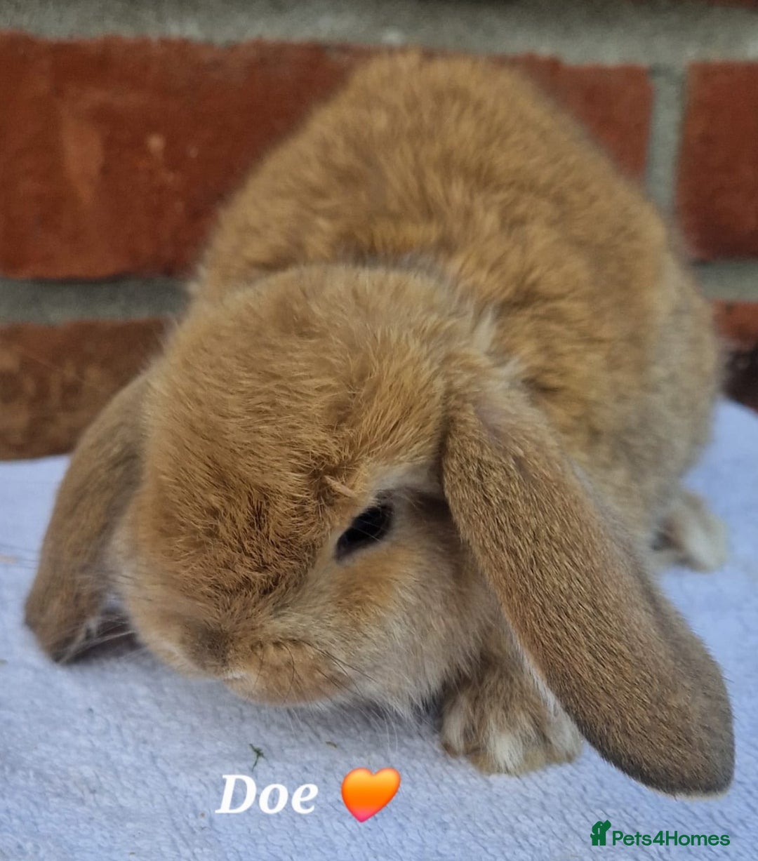 French Lop rabbits for sale: Beautiful French Lops - Image 1