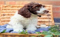 Cockapoo dogs for sale:  cockapoo puppies **READY GO GO** - Image 11