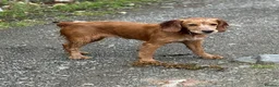 Cocker Spaniel dogs for sale: 🐾 Beautiful Working RKC Cocker Spaniel Puppies🐾 - Advert 13