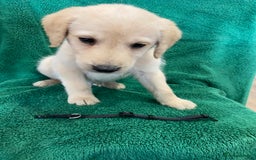 Labrador Retriever dogs for sale: Labrador Puppies - Image 7