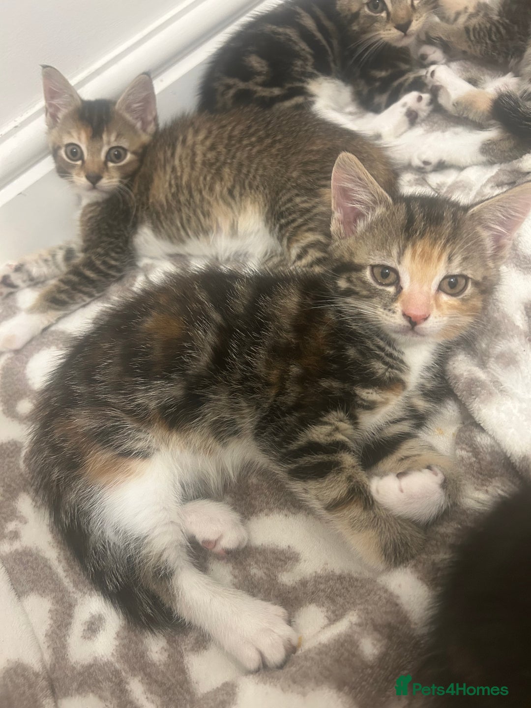 Mixed Breed cats for sale: Adorable kittens for sale - Advert 1