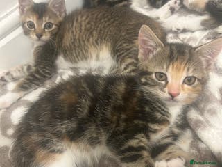 Mixed Breed cats Adorable kittens for sale - Advert 3