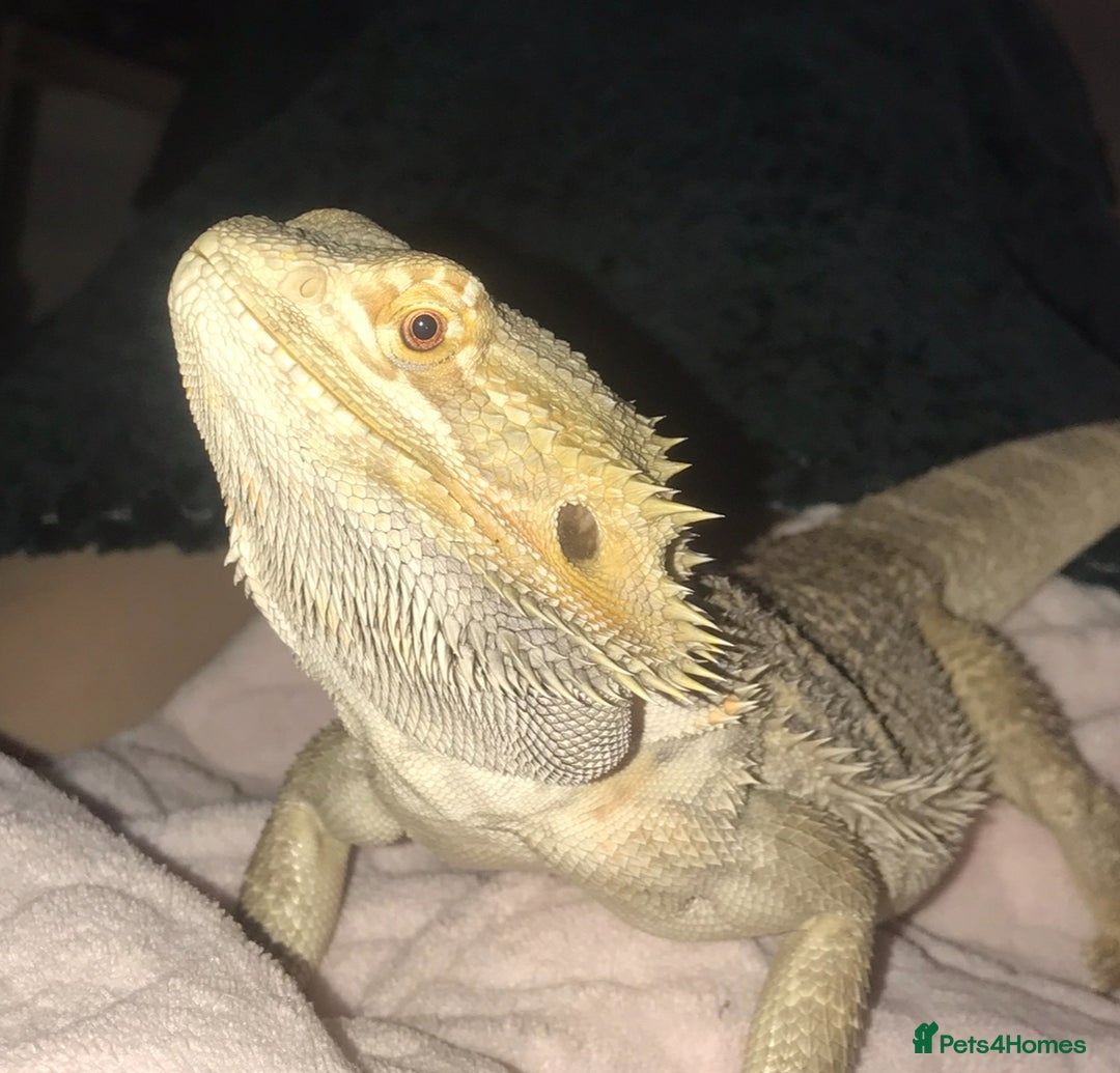 Bearded Dragon reptiles for sale: Bearded dragon boy names Loki the lizard  - Image 5