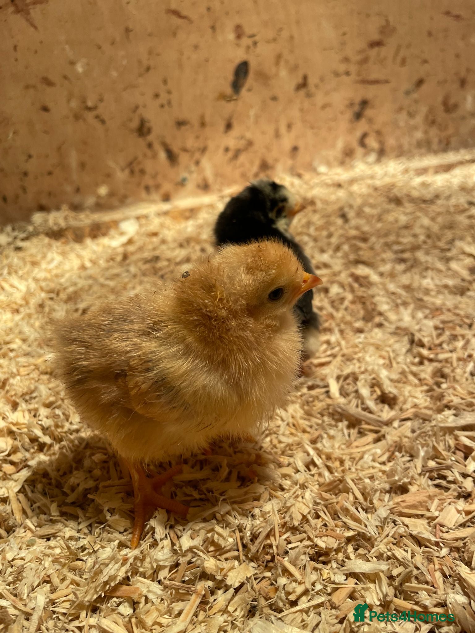 Chickens poultry HOME-FARM BRED MIXED BREED BABY CHICKS 🐣 - Advert 2