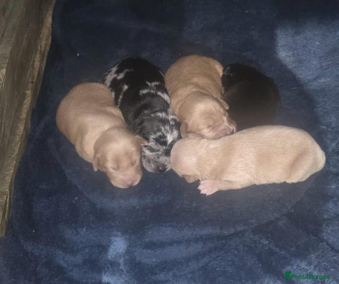Irish Terrier dogs for sale: Five puppies for sale  - Advert 2