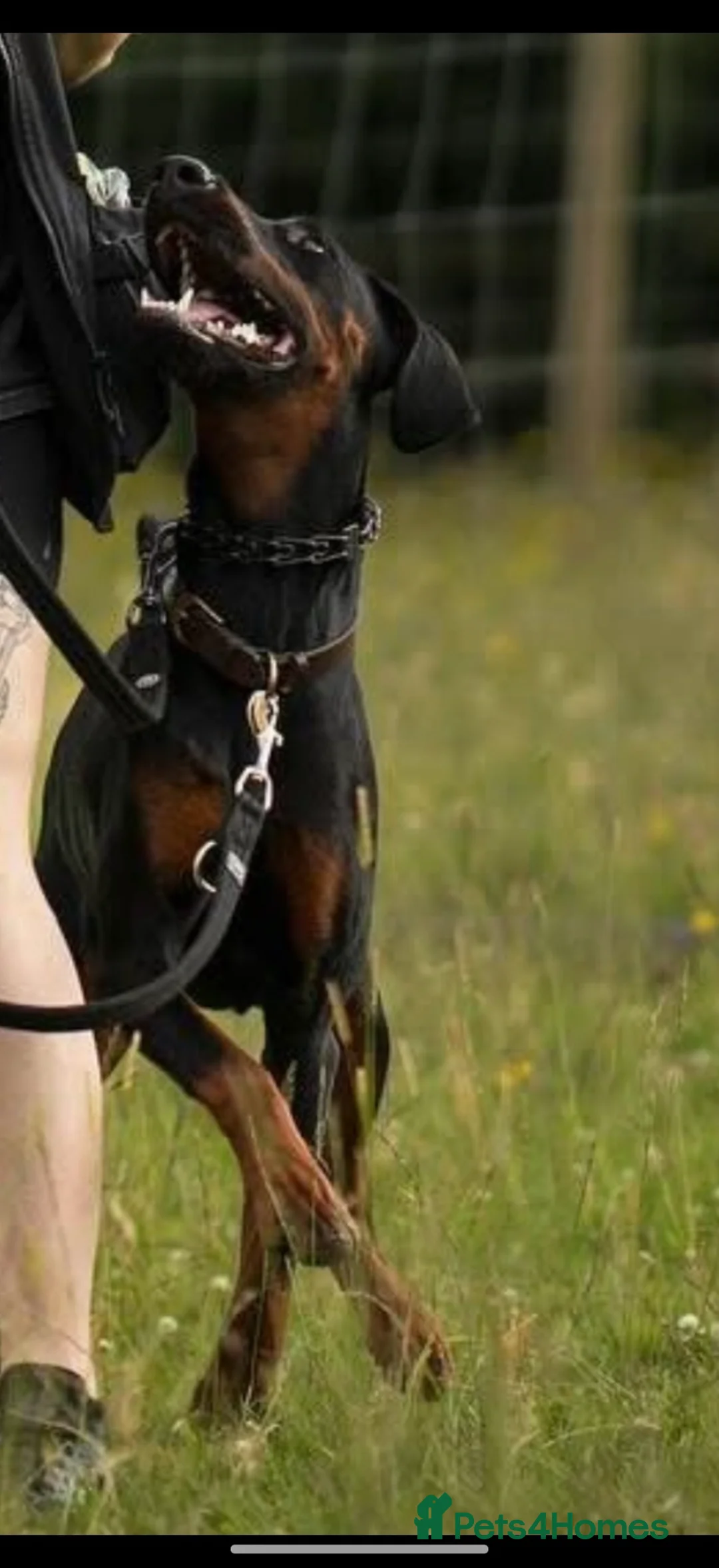 Dobermann dogs for sale: *Outstanding European Dobermanns for sale* - Advert 2