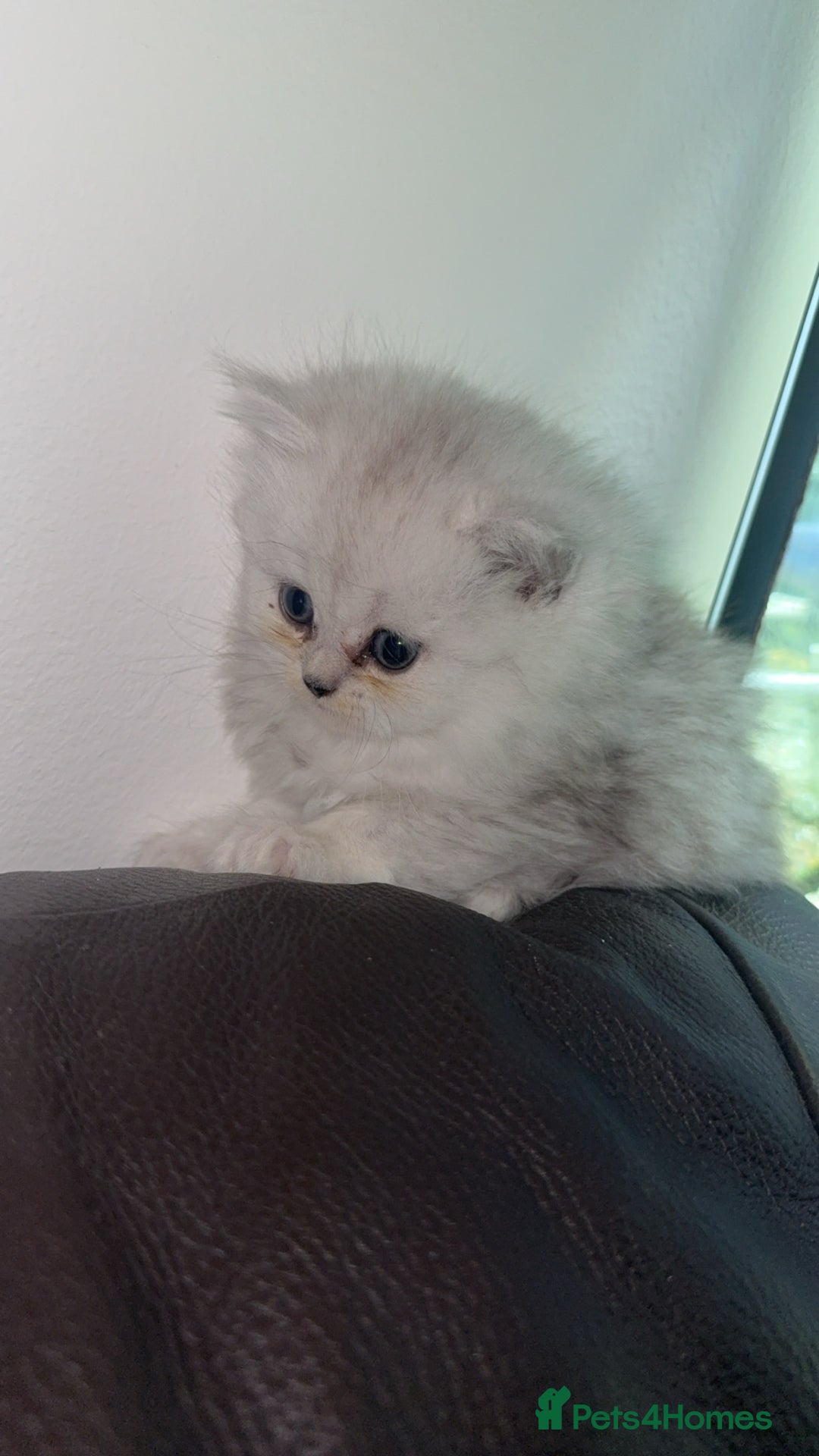 Persian cats for sale: Persian chinchilla kittens  - Advert 31