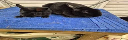 Rex rabbits for sale: black rex - Advert 2