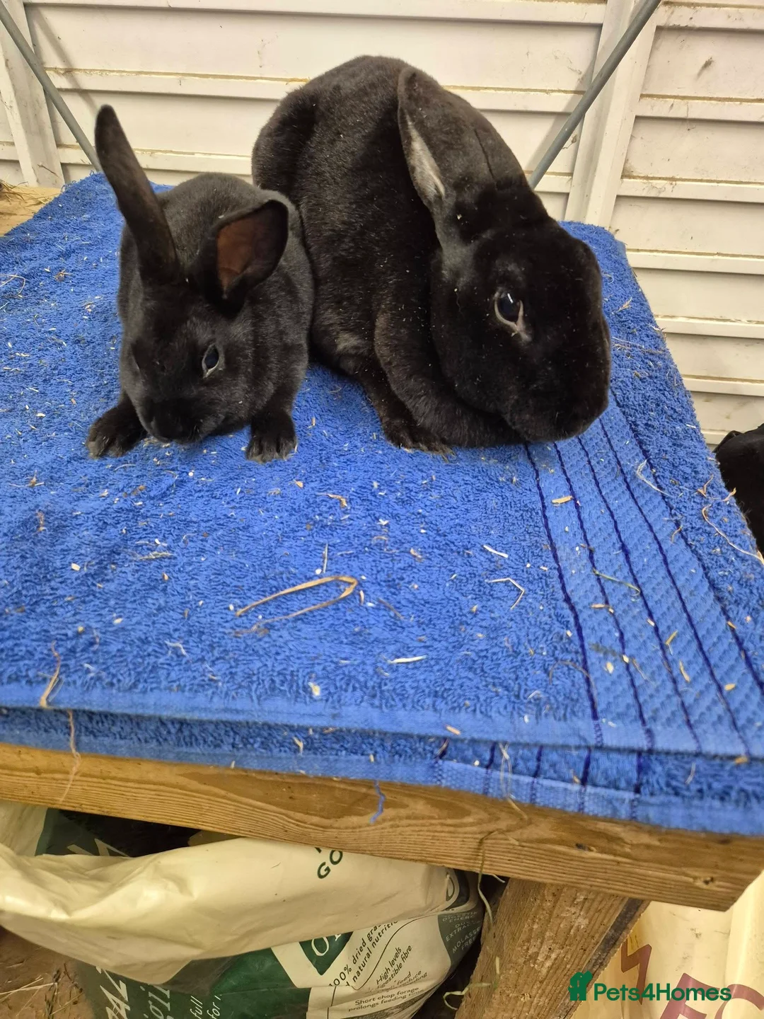 Rex rabbits for sale: black rex - Advert 2