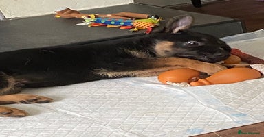 German Shepherd dogs - Advert 2