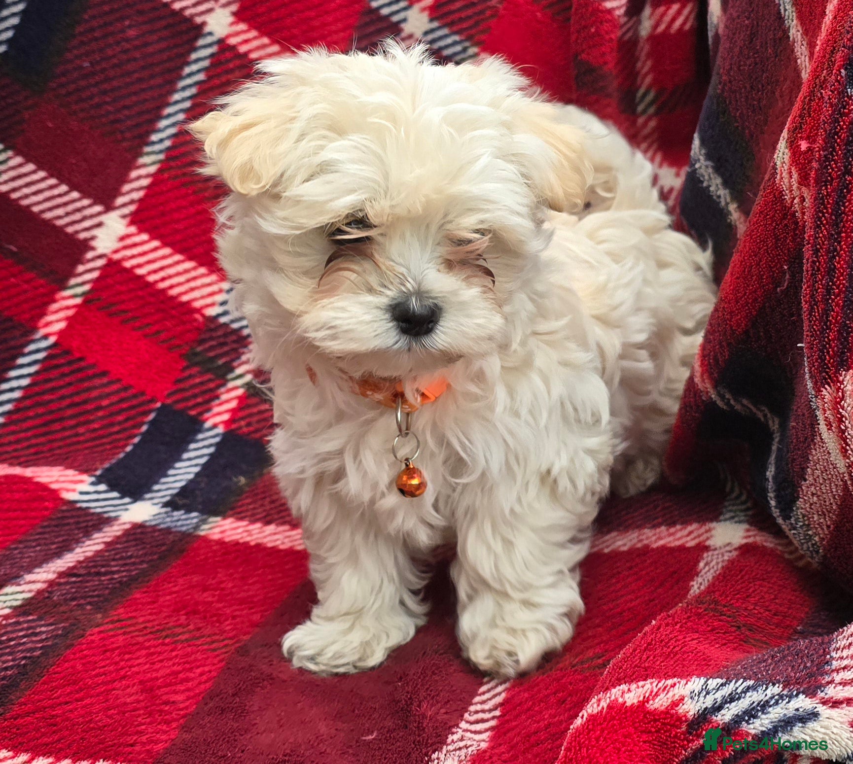 Maltipoo dogs  Extra small Korean Toy Maltipoo baby's  - Advert 4