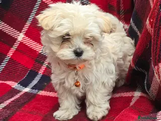 Maltipoo dogs Extra small Korean Toy Maltipoo baby's - Advert 4