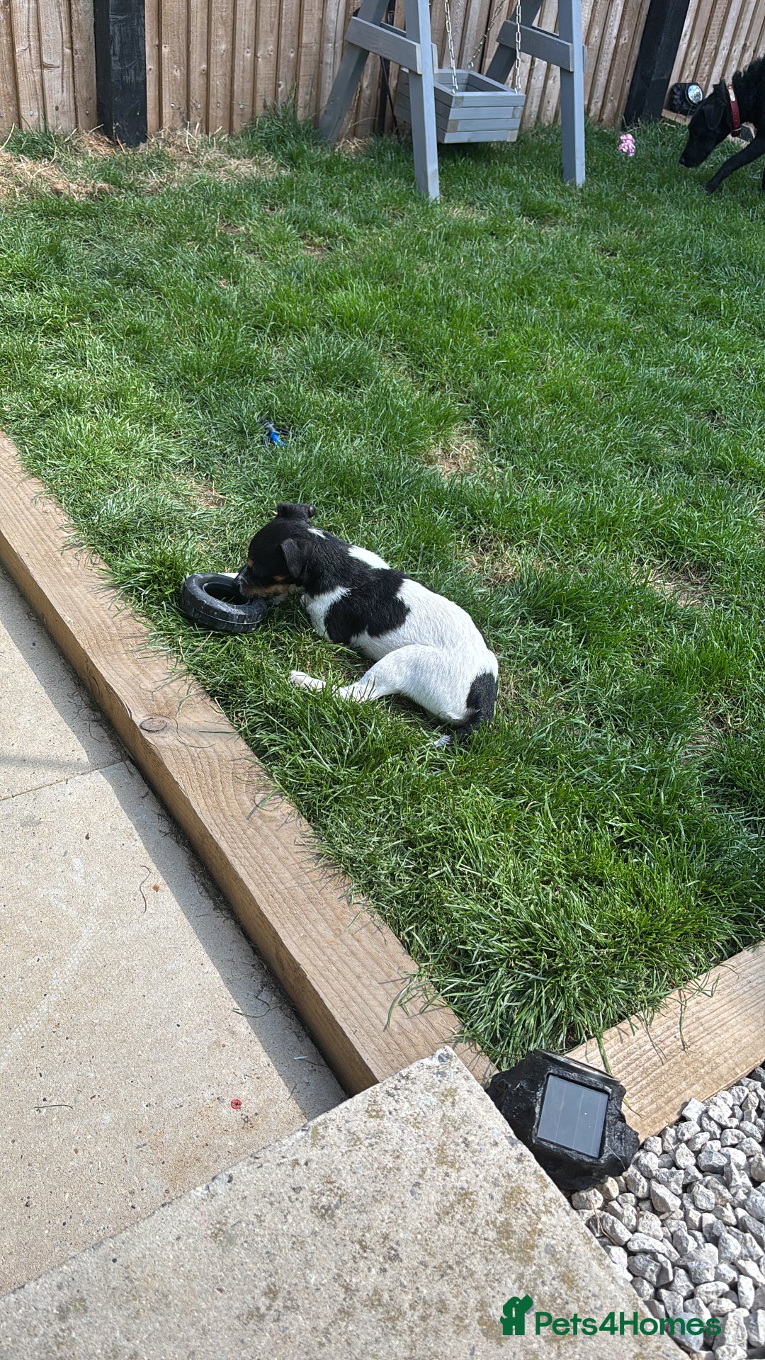 Jack Russell dogs for sale: FEMALE JACK RUSSELL - Advert 1