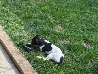 Jack Russell dogs FEMALE JACK RUSSELL - Advert 2